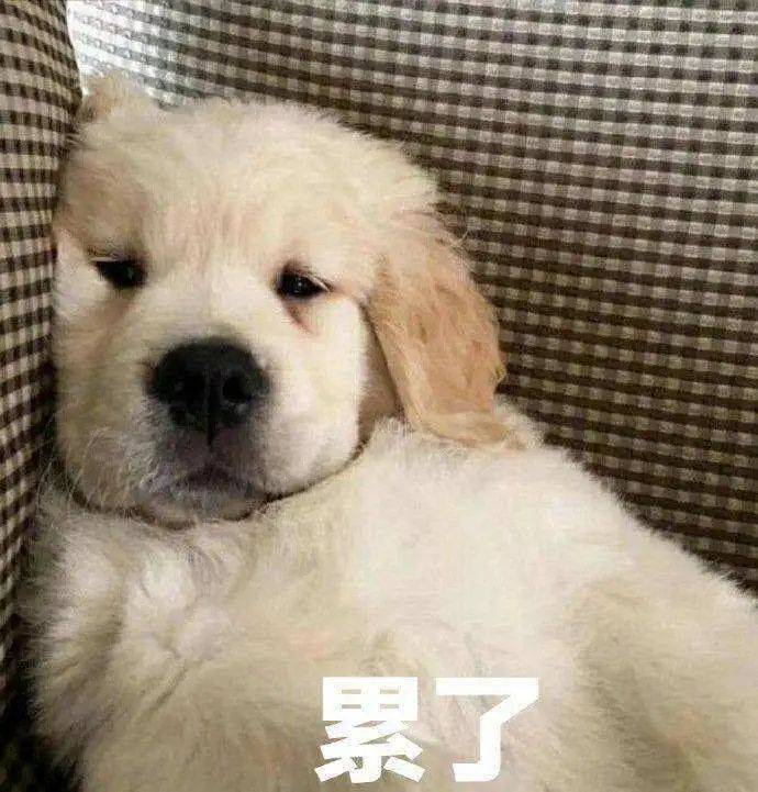 狗狗累了，躺在角落想睡觉