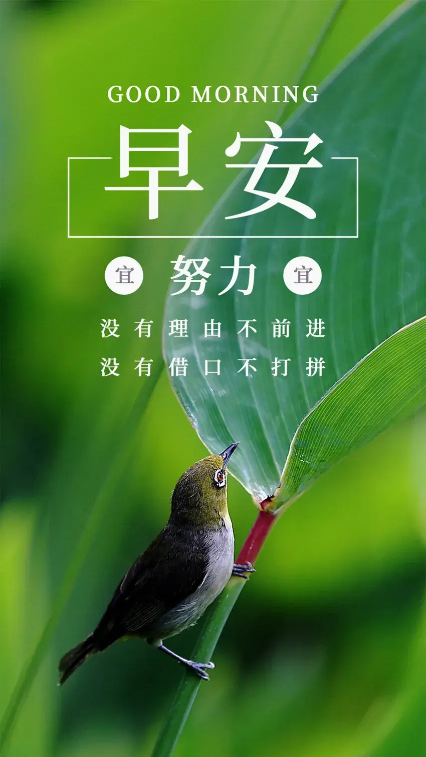 早安努力励志图-没有理由不前进，没有借口不打拼