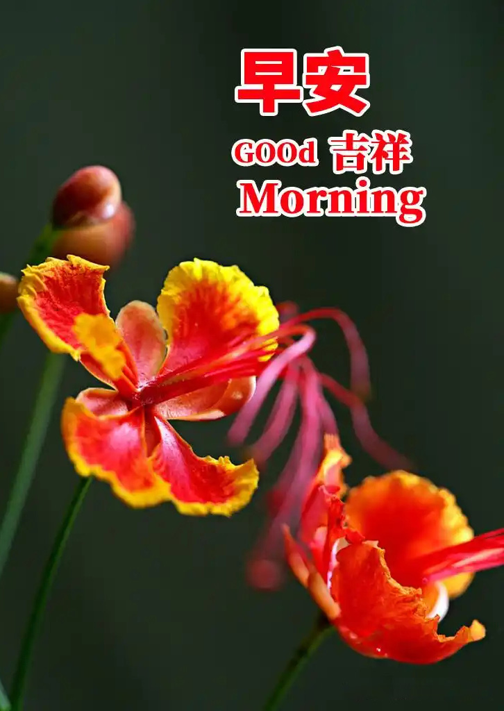 早安吉祥！希望你的生活如花绽放