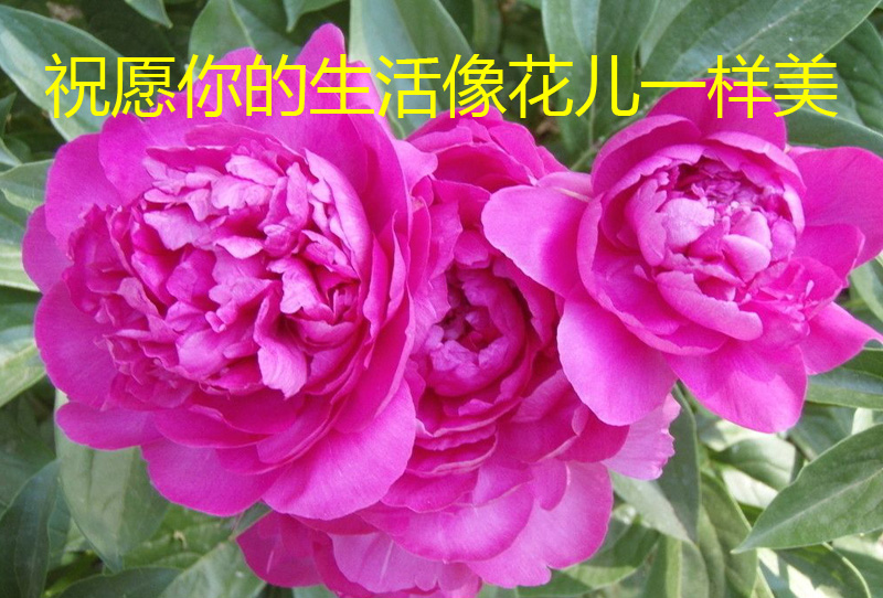 真心祝愿你的生活像花儿一样美