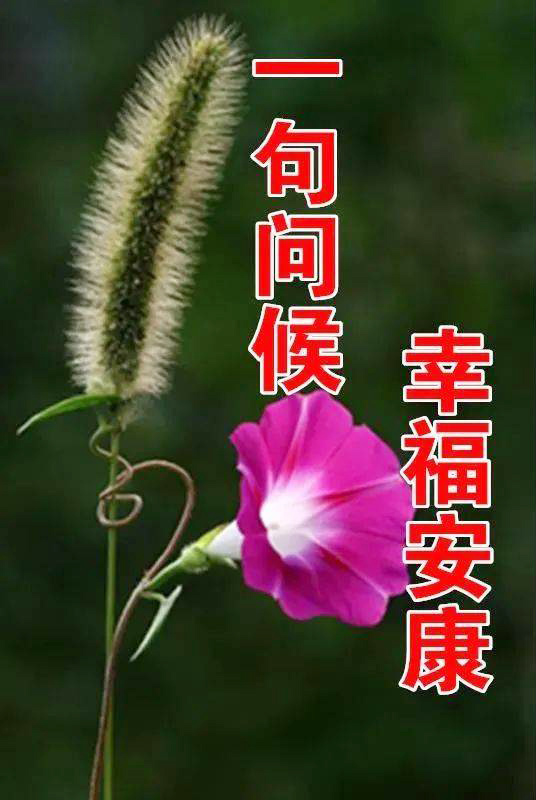 一句问候，愿你幸福安康