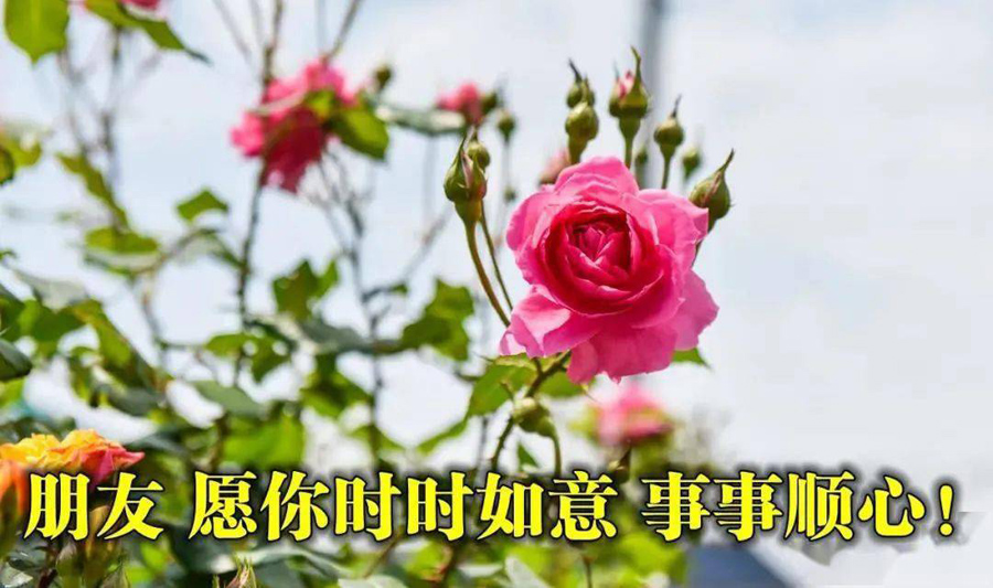 亲爱的朋友：愿你时时顺心如意